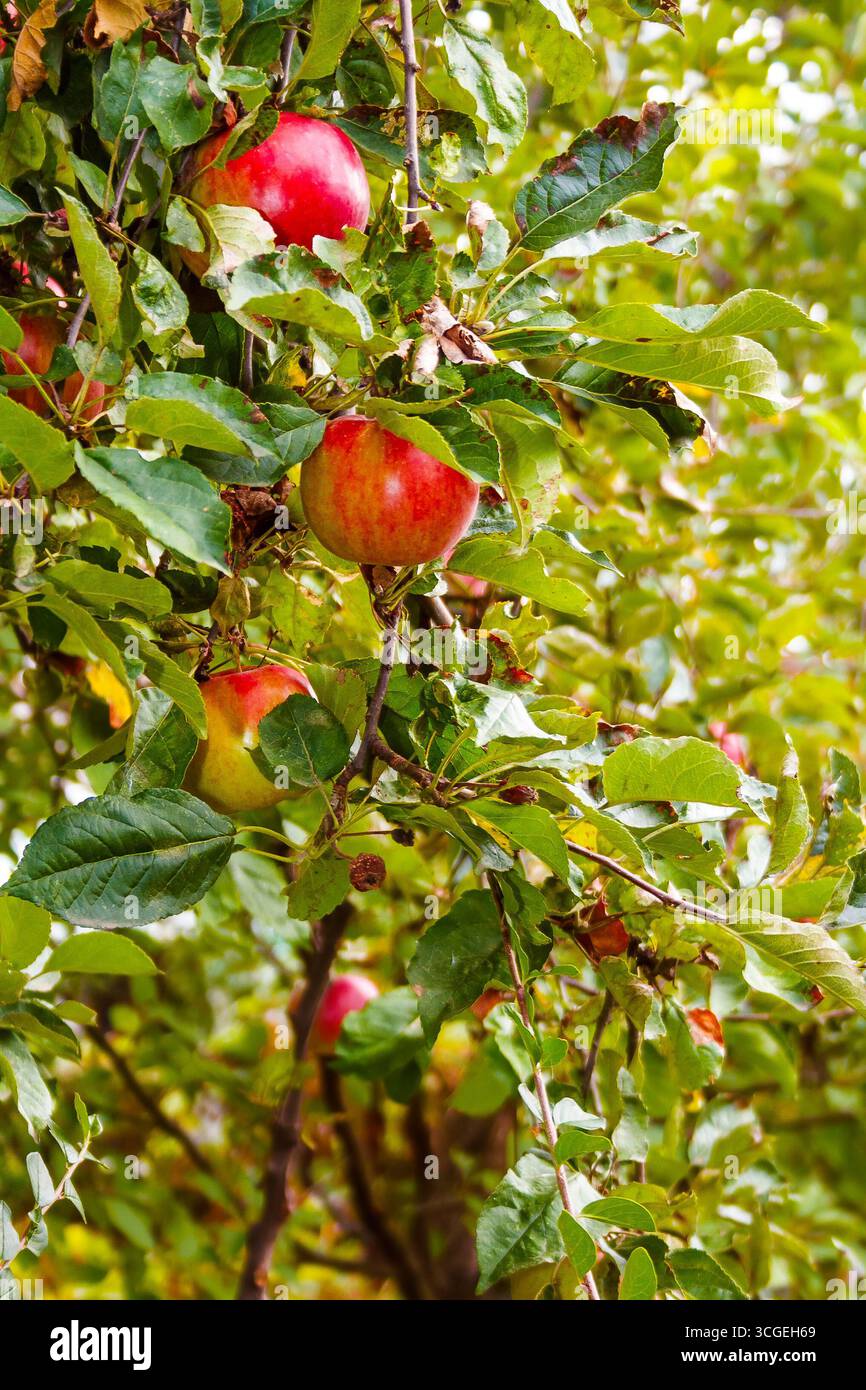 melrose apple hanging on the branch with leaves. sweet ripe organic fruit on the tree. rural autumn harvest on green background of blurred foliage in Stock Photo