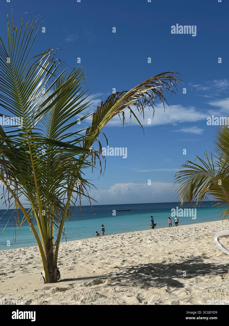 Sunny tropical beach with palms growing on white sand by turquoise waters in Zanzibar, Tanzania, creating an inviting paradise summer holiday destination - Smartphone Captured Stock Image