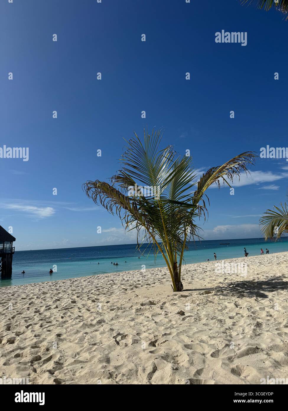 A single palm tree stands on soft white sand by turquoise sea in Zanzibar, Tanzania, showcasing a peaceful tropical coastline and natural beach paradise - Smartphone Captured Stock Image