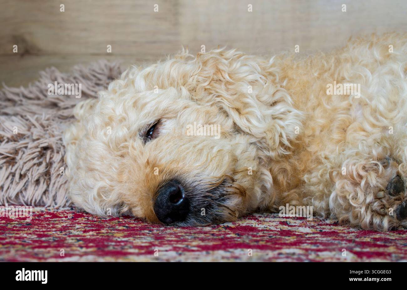 A pale coloured Labradoodle dog, lying down and snoozing on a carpeted floor with face towards the camera Stock Photo