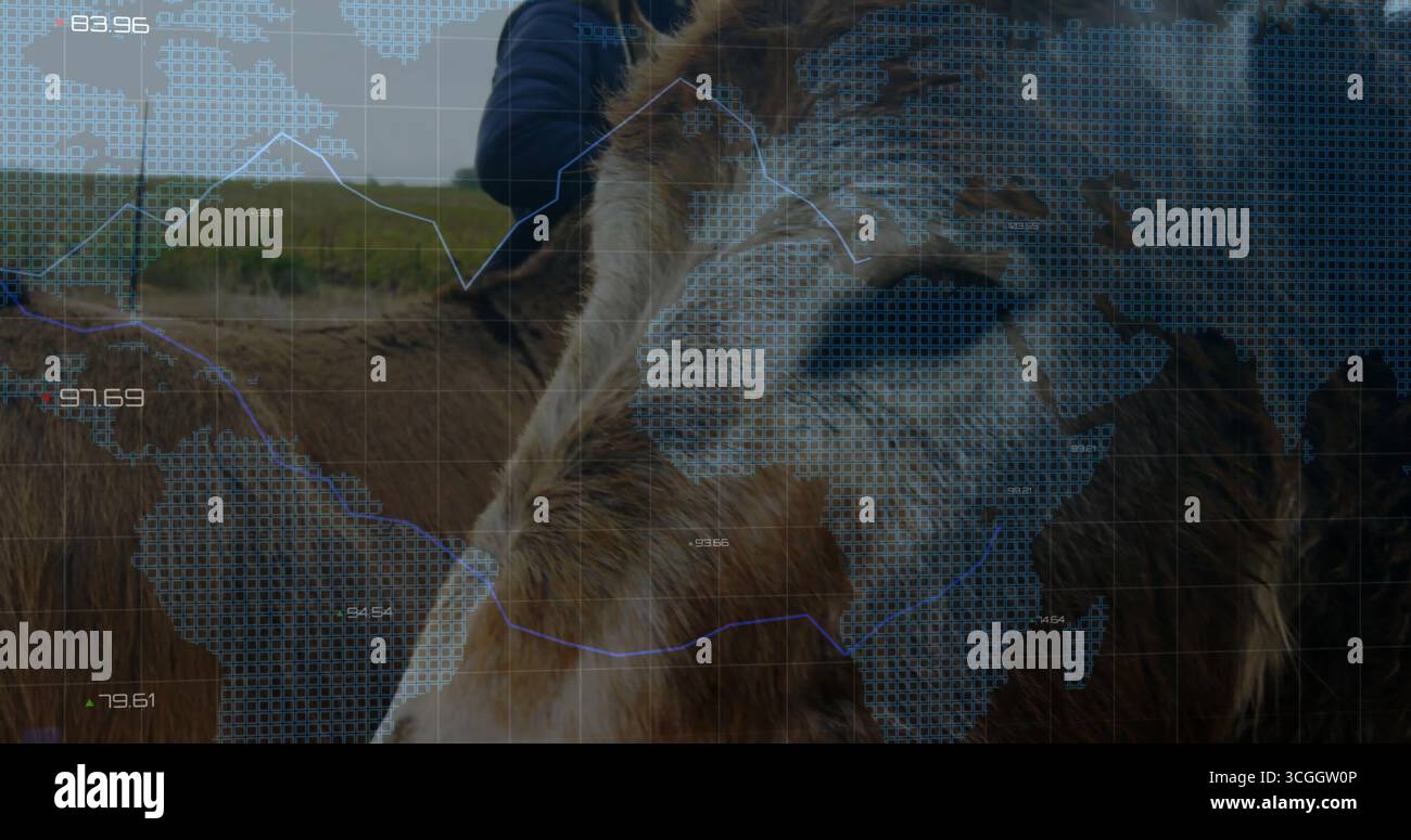 Shaggy cow standing on rural pasture, with dark outdoor jacket, digital ...