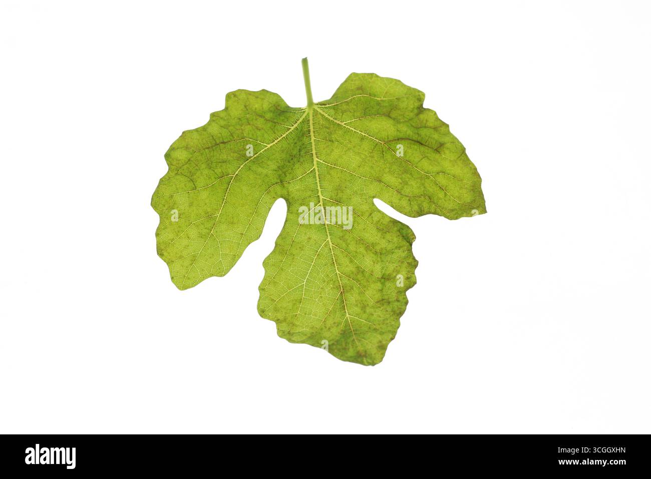 Green fig leaf isolated on a white background Stock Photo