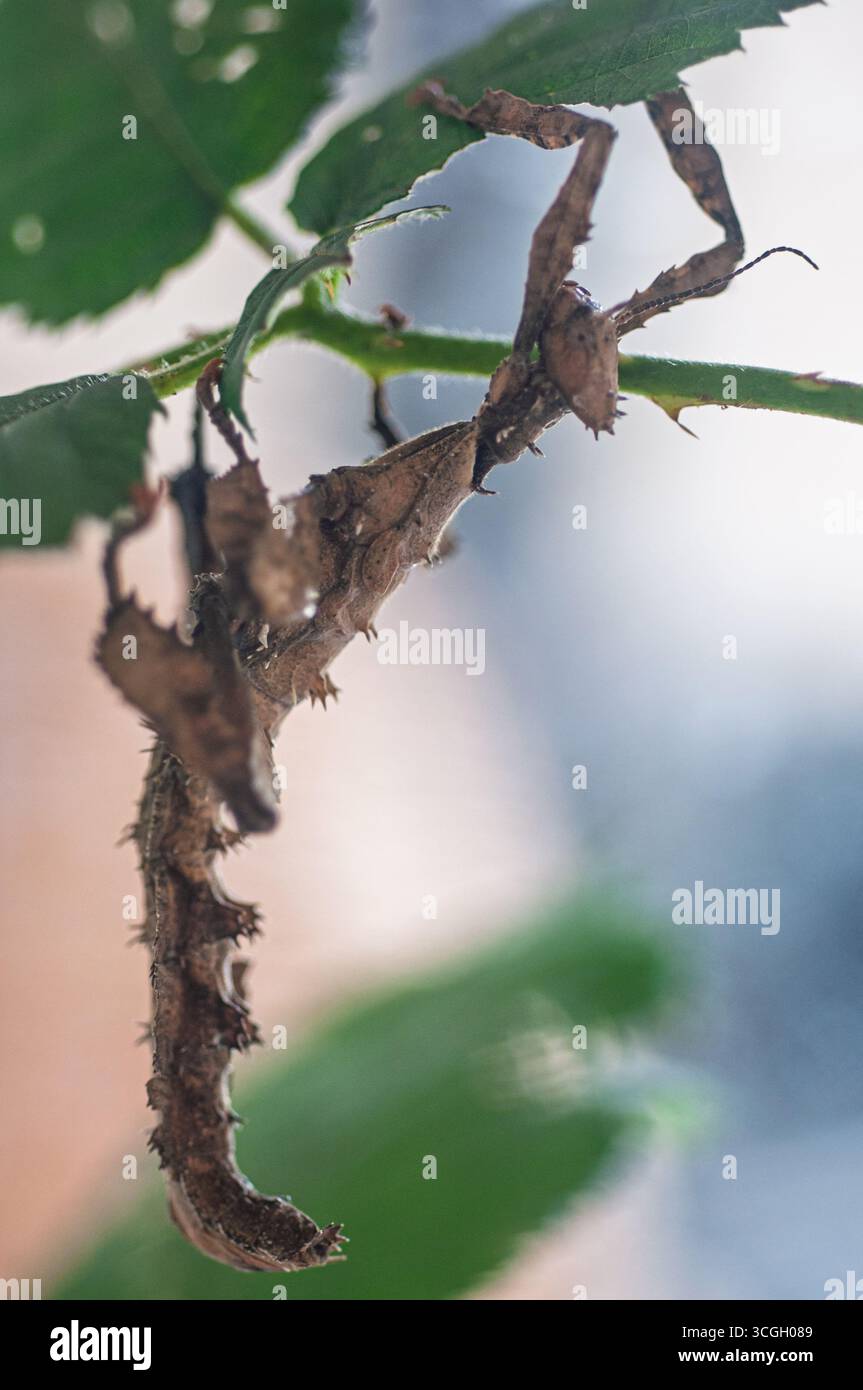 Perfect camouflage! A spiny leaf insect blends seamlessly with its leafy surroundings. Stock Photo