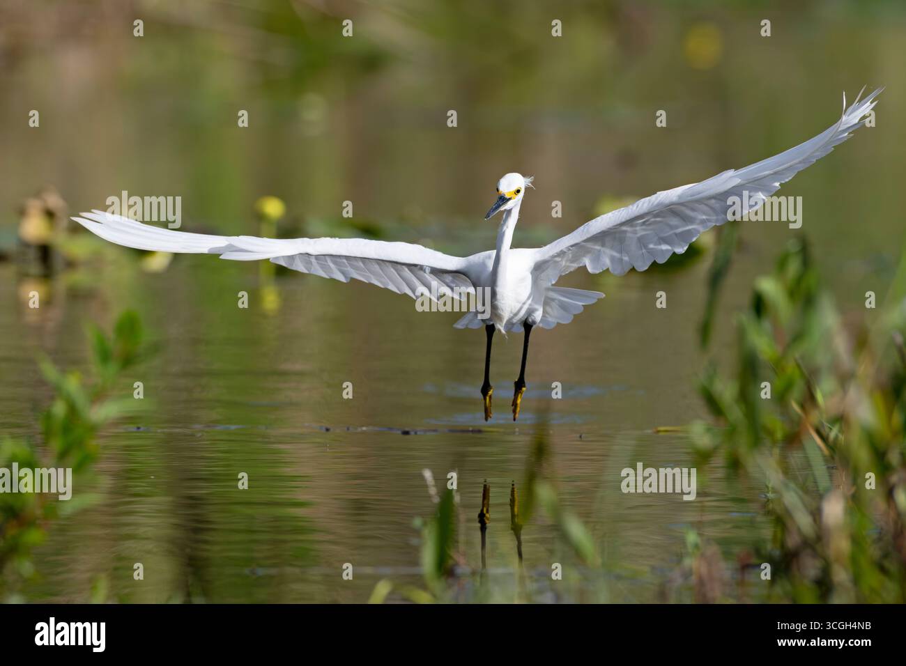 Tissu Snowy Egret, Everglades Collection - Flamingo Pink Avec Oiseaux Blancs - Neuf