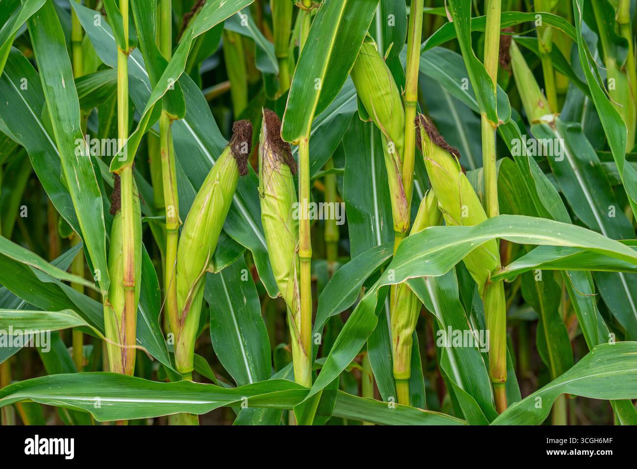 Close-up of female inflorescences, maize stalks, leaves, ears and corn silk in maizefield / cornfield / field of maize (Zea mays) in summer Stock Photo