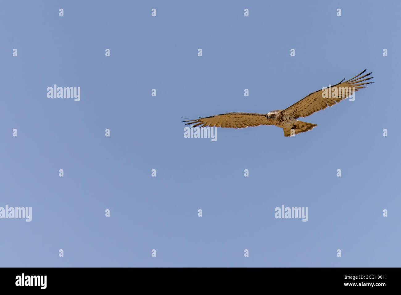 Short-toed snake eagle Stock Photo