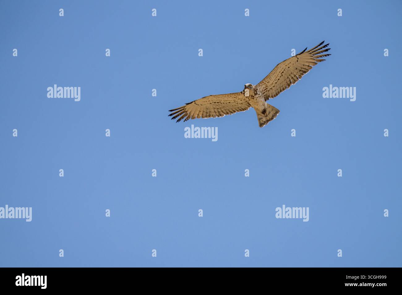 Short-toed snake eagle Stock Photo