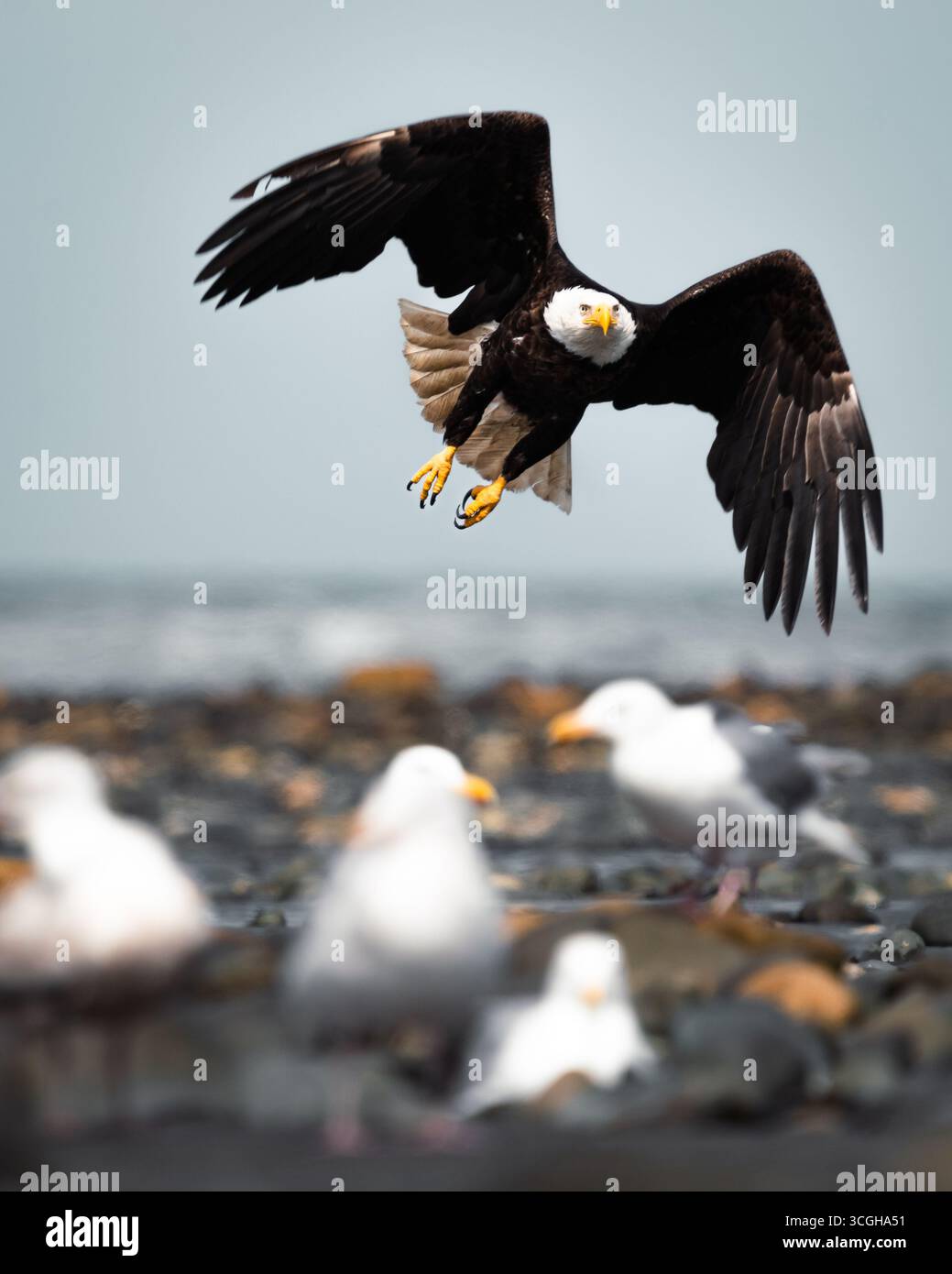 Capturing some flying eagles in Alaska! Stock Photo