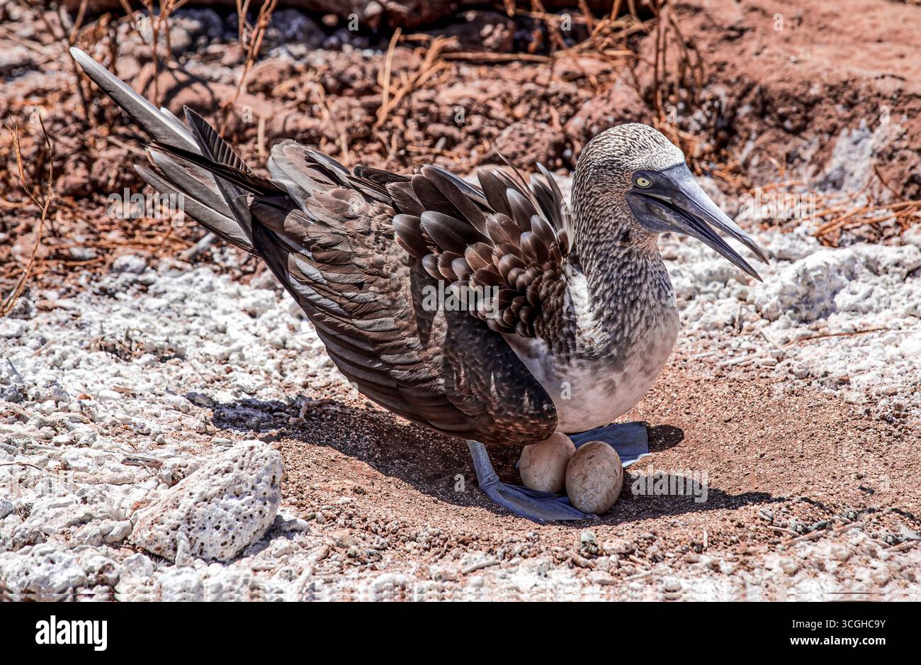 Female Blue footed Booby Sula Nebouxii Nesting With Eggs On North 
