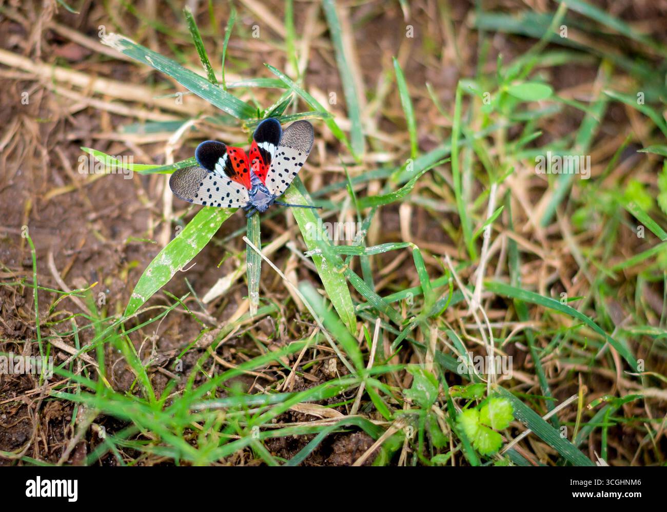 A Spotted Lanternfly (Lycorma delicatula), an invasive species to the United States, spreading its wings on the ground Stock Photo