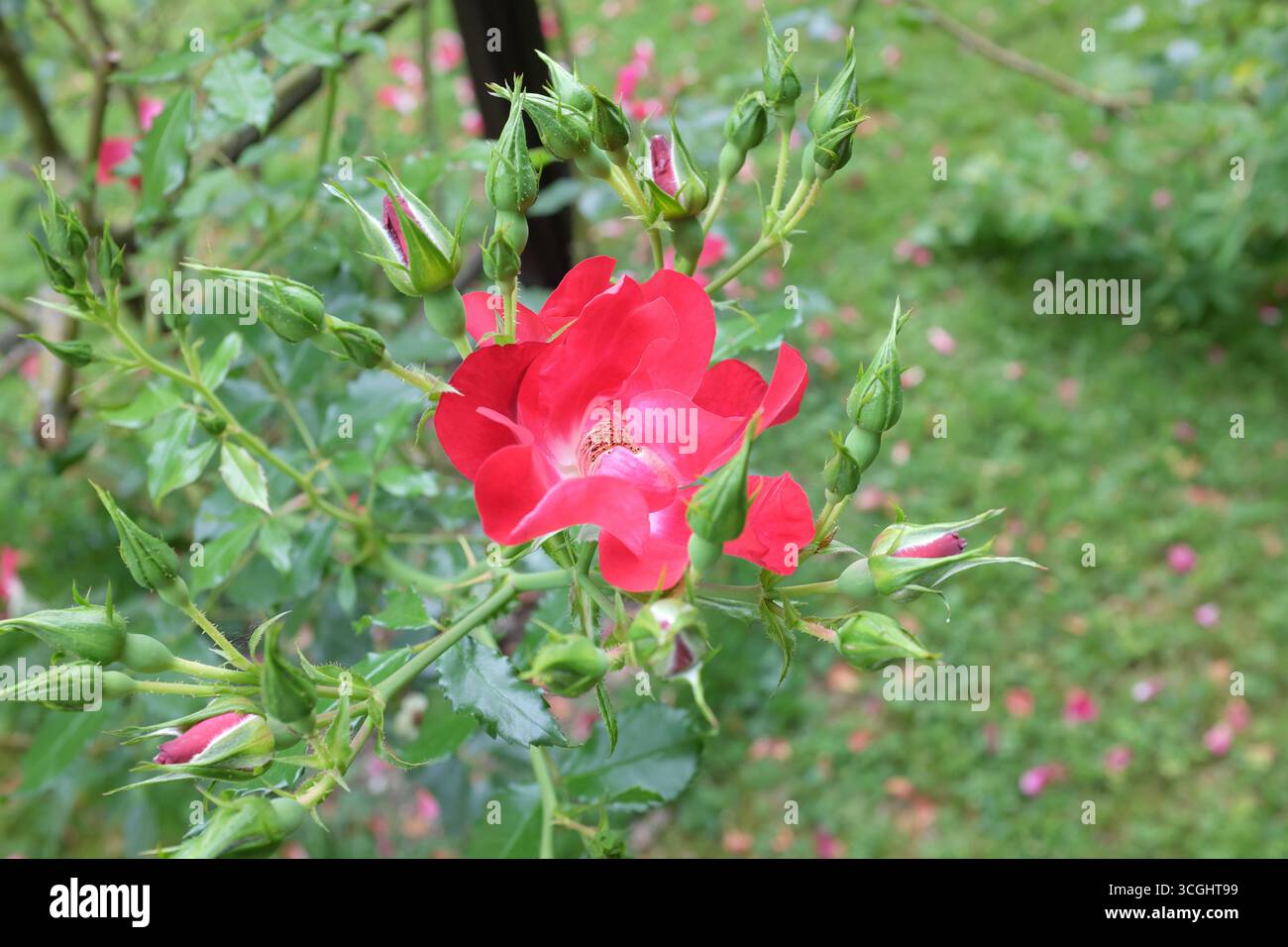 Rosa kordesii, Dortmund Stock Photo