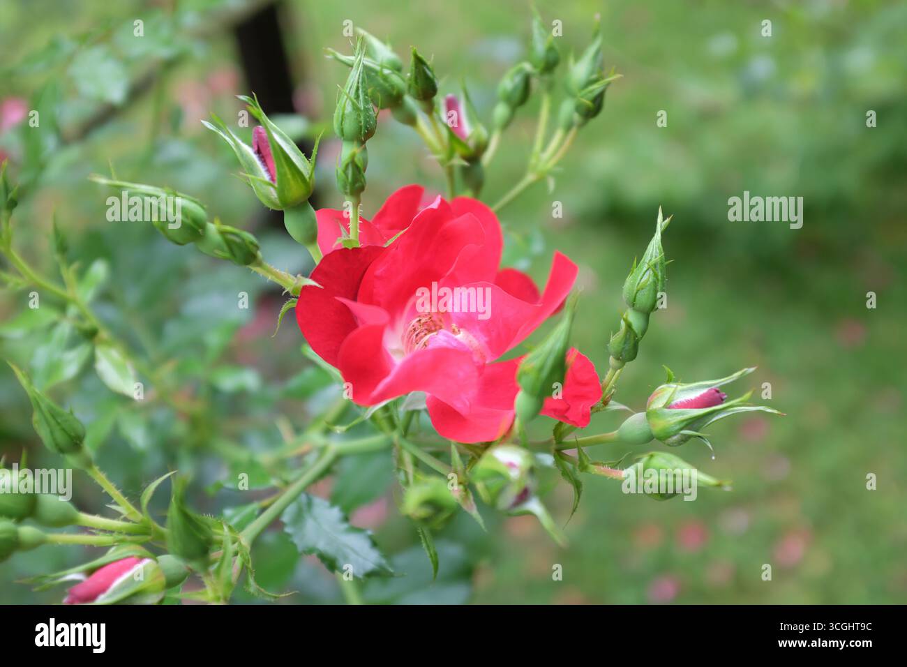 Rosa kordesii, Dortmund Stock Photo