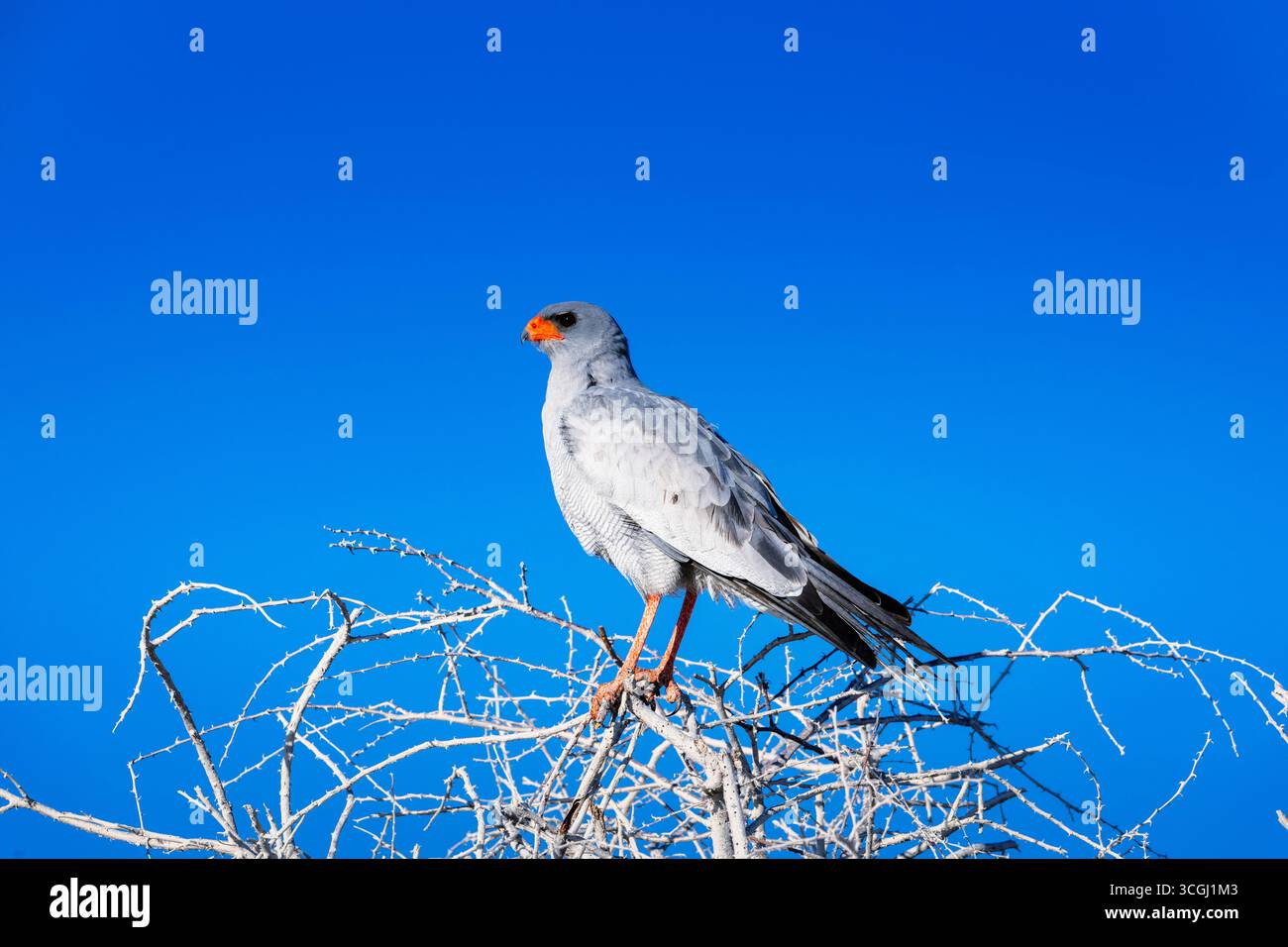 Pale chanting goshawk standing in a tree Stock Photo