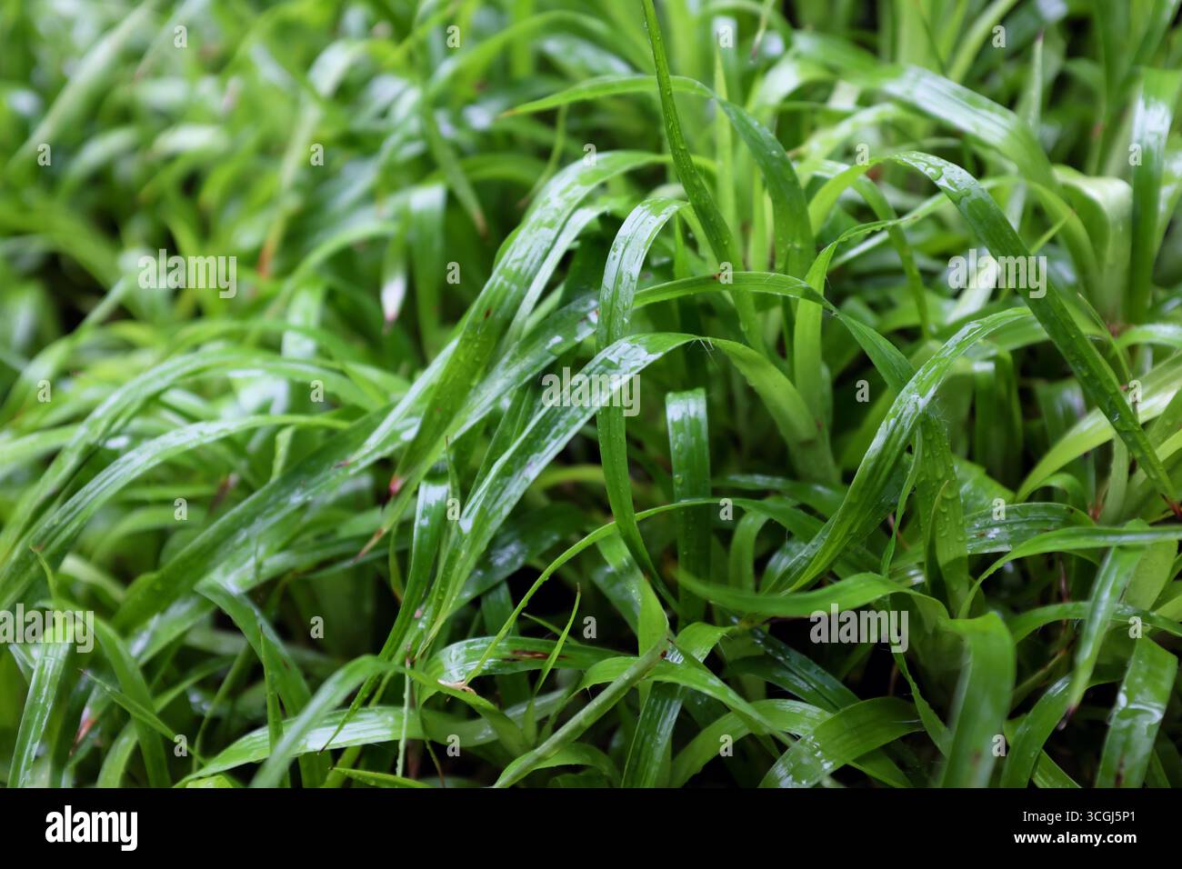 Luzula sylvatica marginata hi-res stock photography and images - Alamy