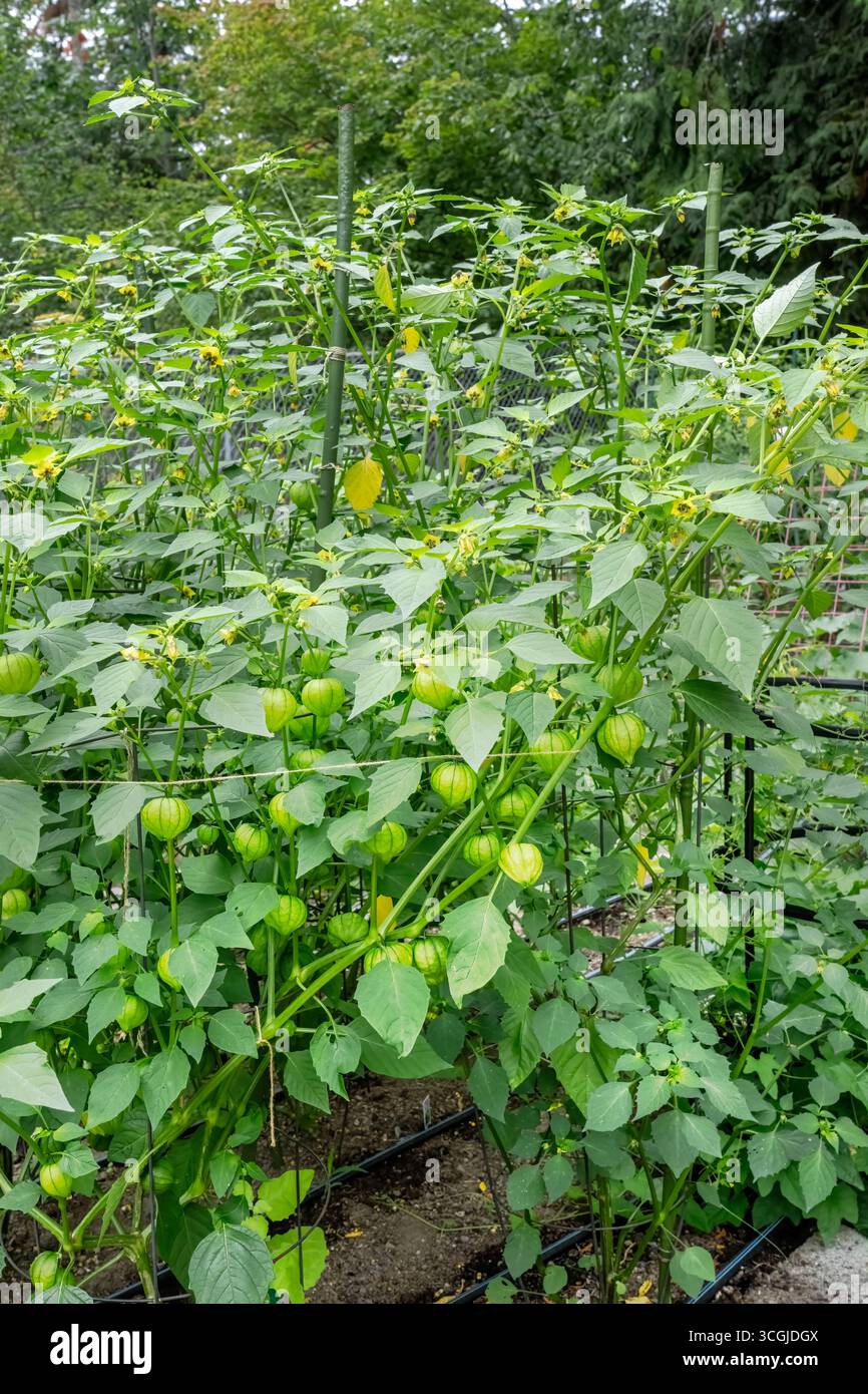 Issaquah, Washington, USA.  Tomatillo plants ready to harvest Stock Photo