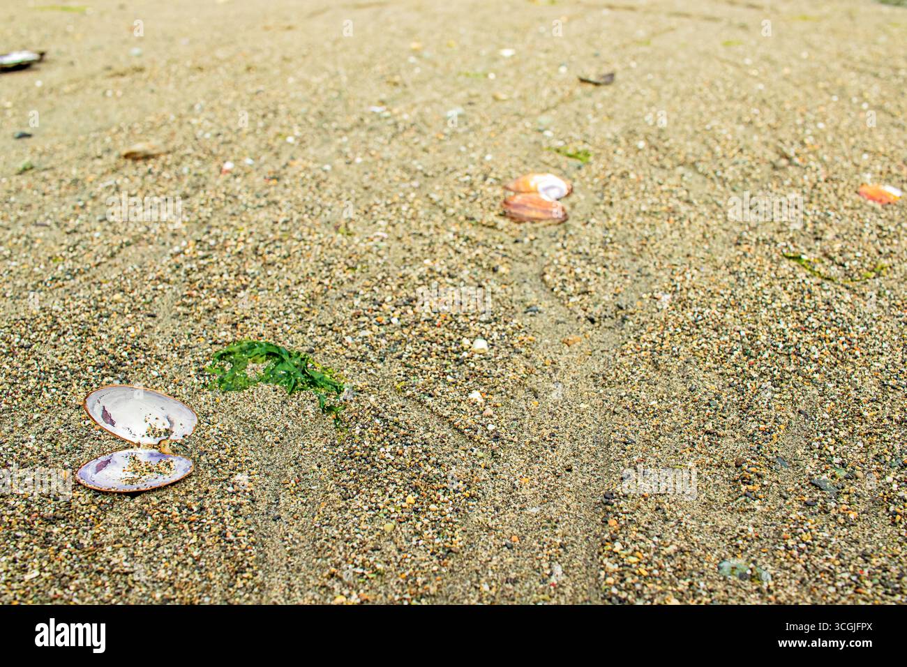 Seashells on a sandy Washington beach Stock Photo