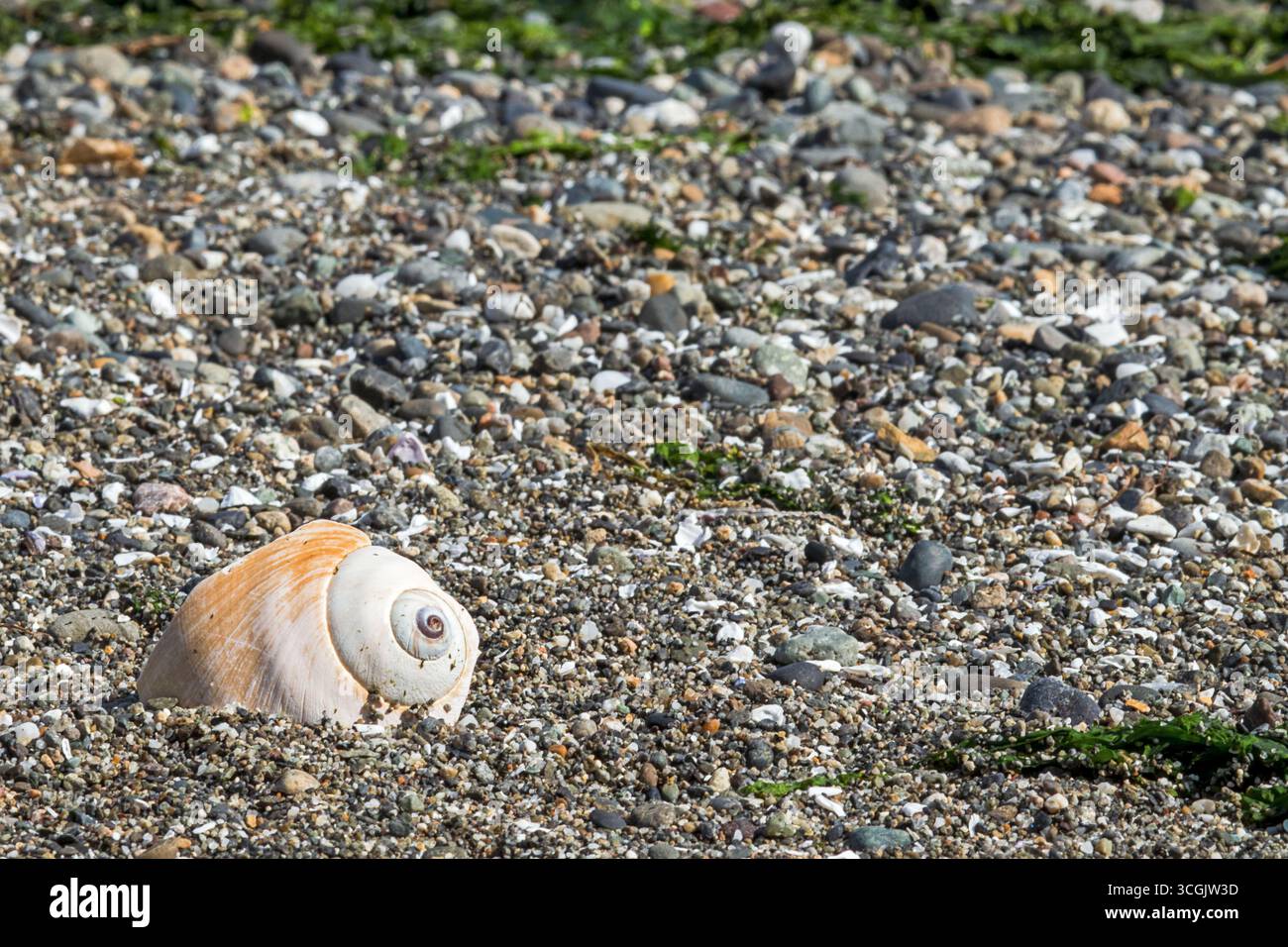 Broken seashell on a beach shore Stock Photo