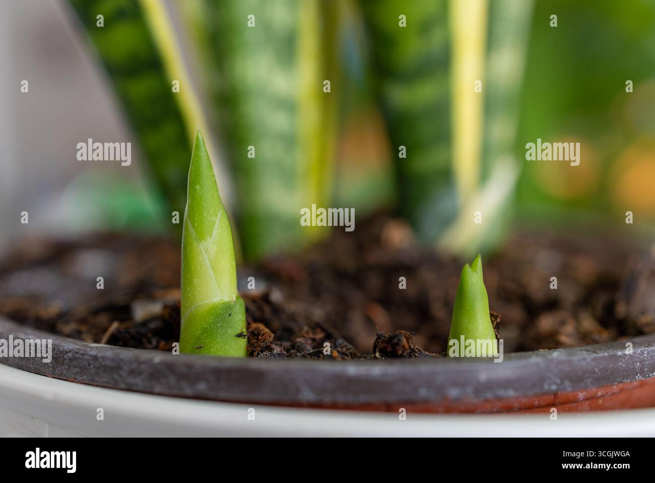 sweet annie plant seeds Artemisia Seeds Sweet Annie Artemisia Annua Organic Garden Seeds – Pure  Asia Seeds main image 1