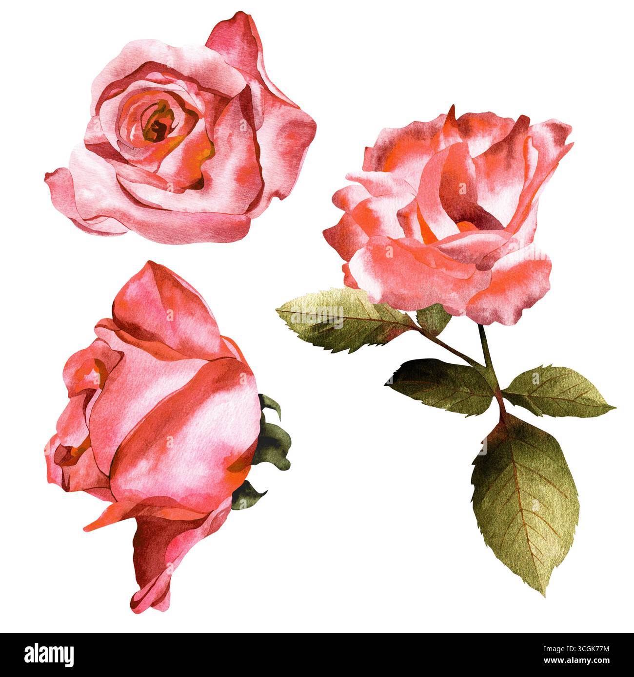 Watercolor red roses with open buds. Set of hand-painted rose flowers ...