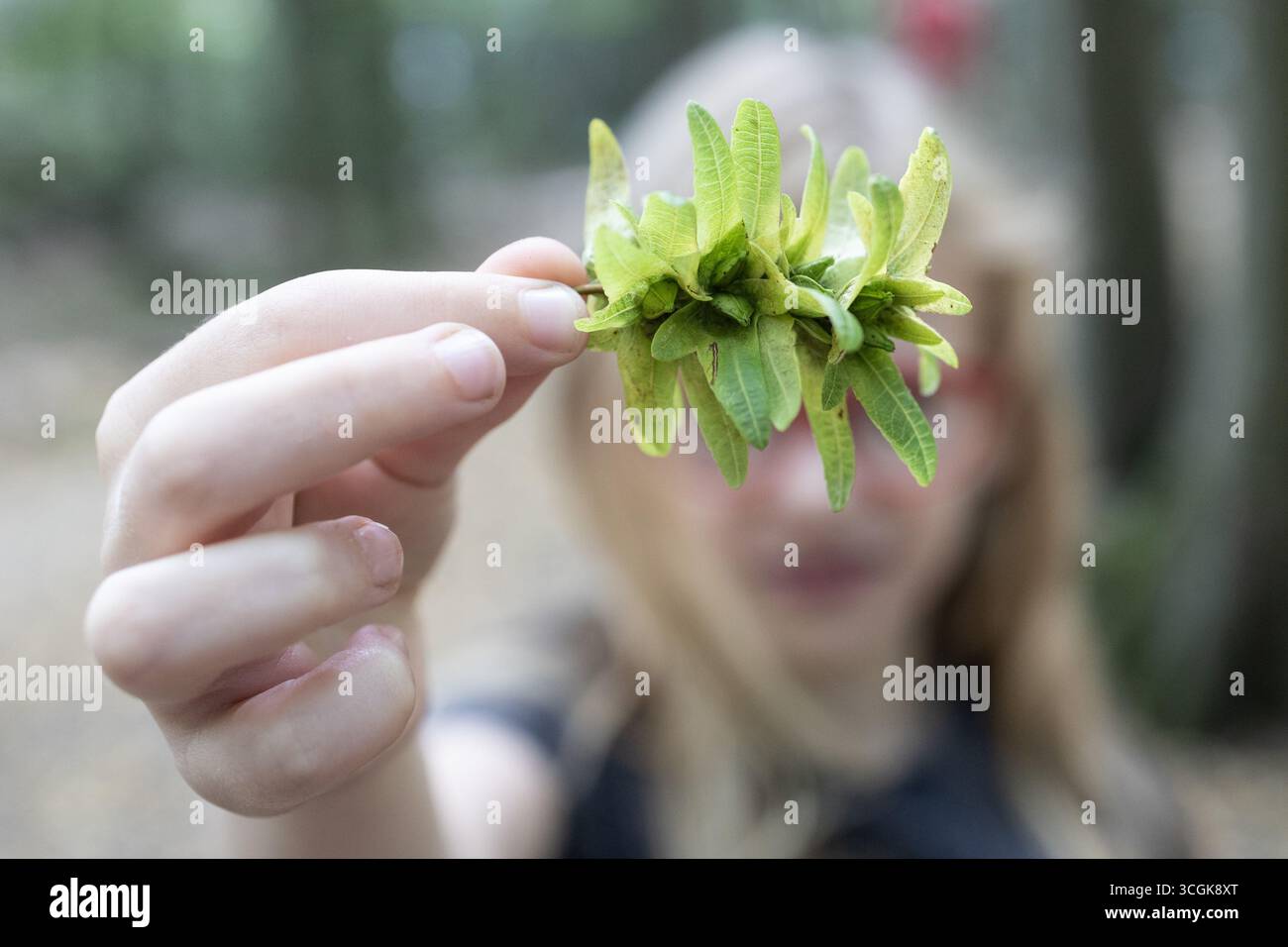 Fingers Holding Leaves Close-up Stock Photo