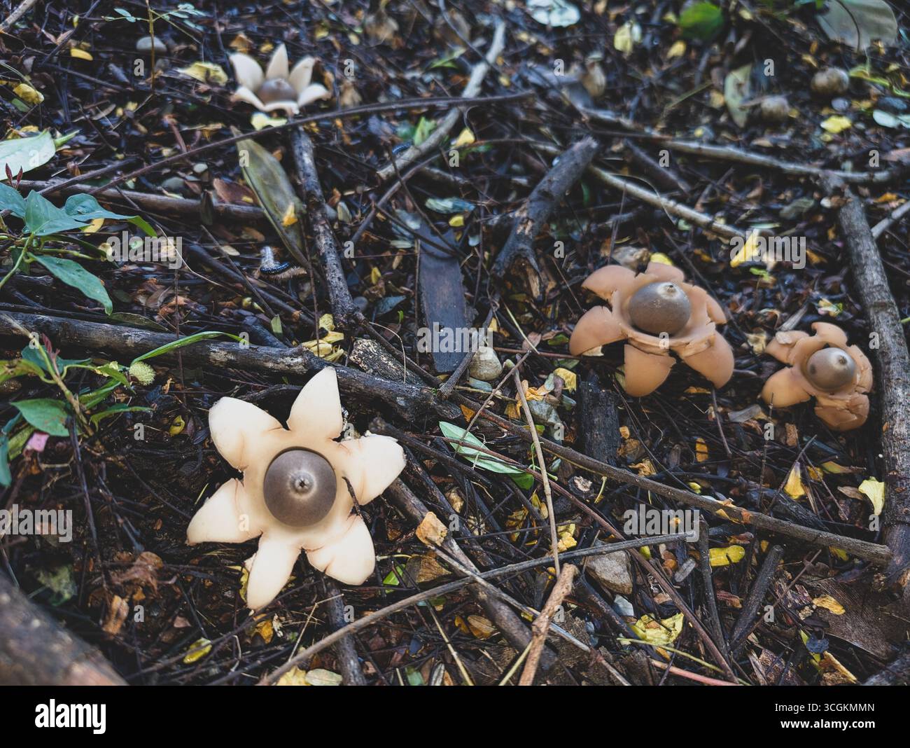 Earthstar fungi (Geastrum spp.) nestled among twigs and leaf litter on a Himalayan forest floor in Uttarakhand, India Stock Photo