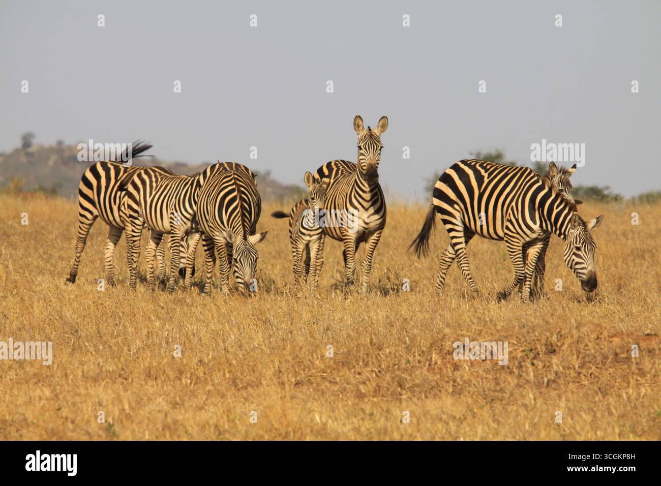Afrique afrique africaine hi-res stock photography and images - Alamy