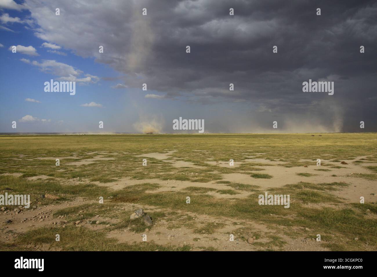 Dans la savane africaine hi-res stock photography and images - Alamy