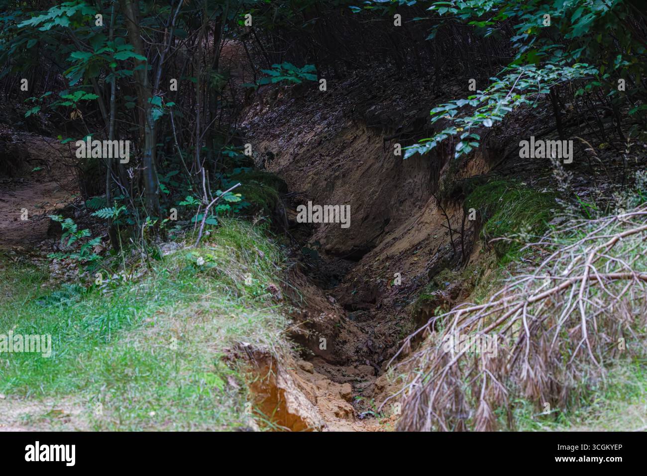 Eroded forest path with exposed soil and surrounding greenery. Stock Photo