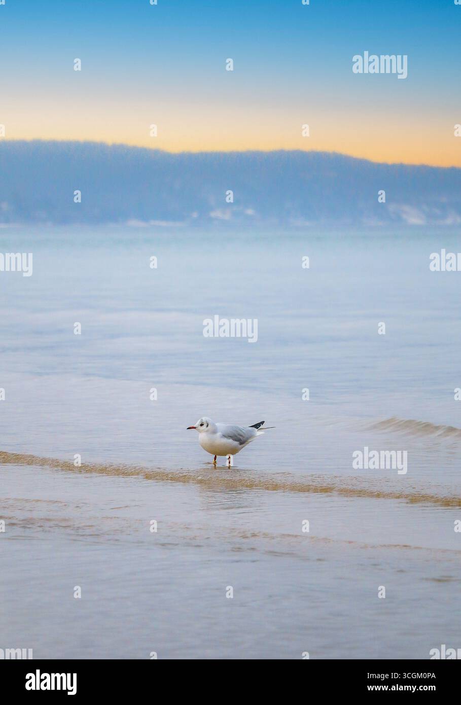Seagull on the beachside Stock Photo