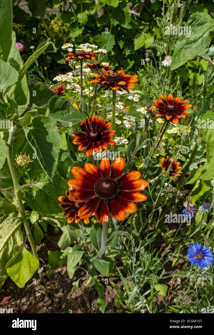Garden flower bed border hi-res stock photography and images - Alamy