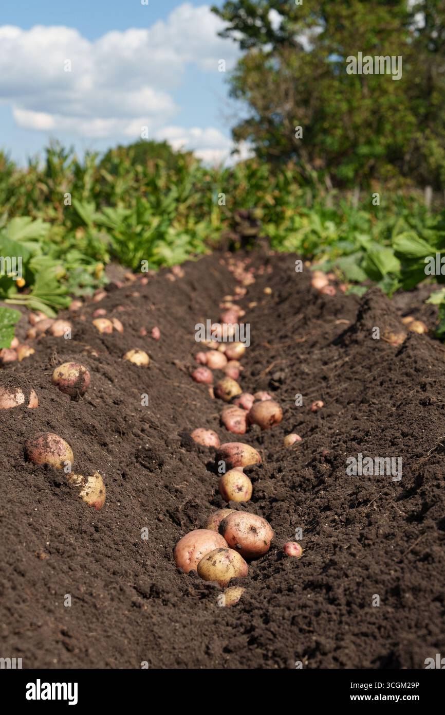 Freshly dug potatoes on a black soil field under the open sky. The ...