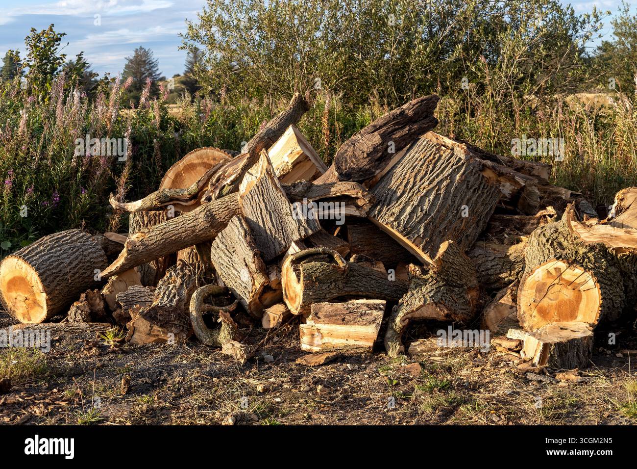 Axed tree hi-res stock photography and images - Alamy