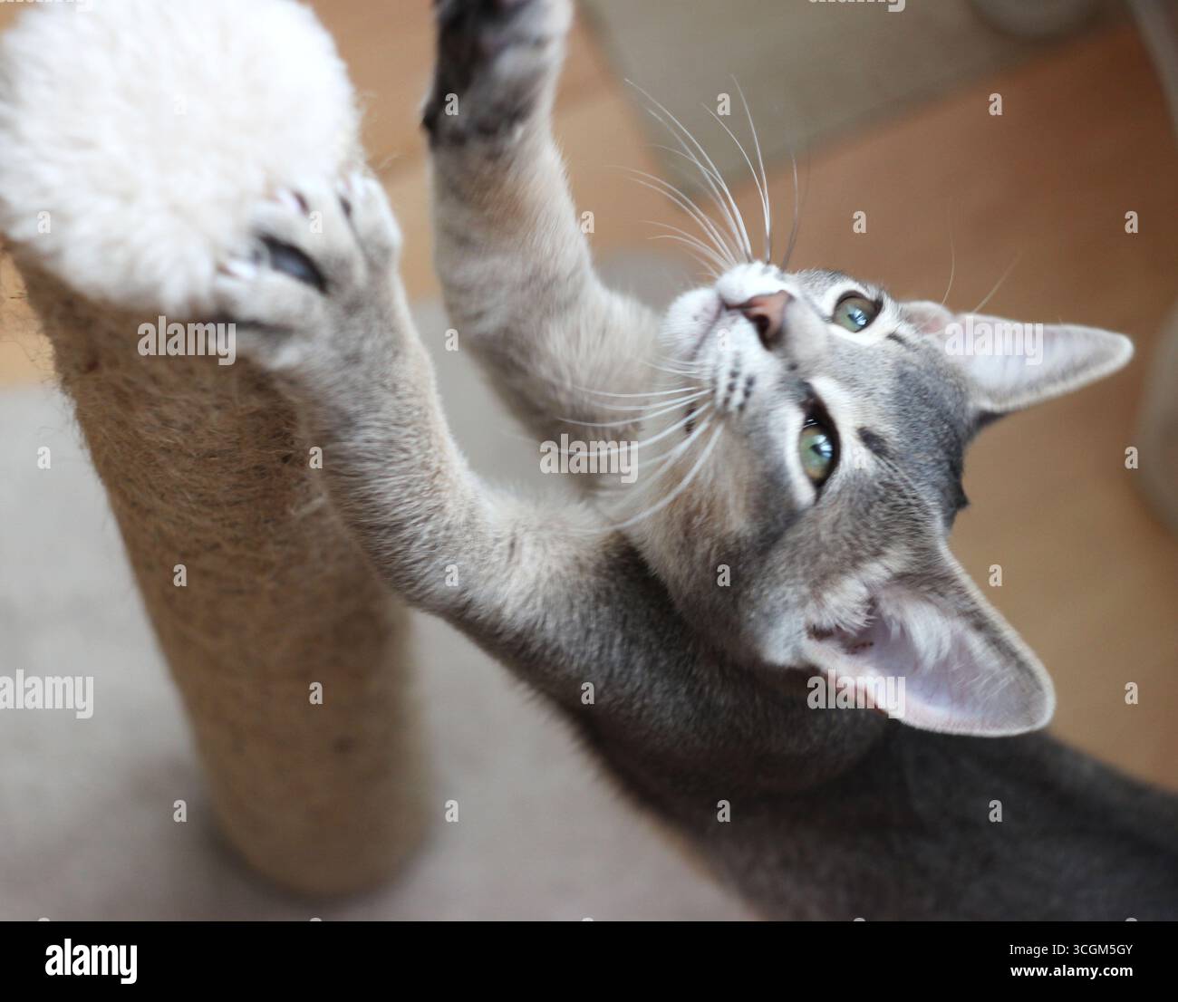 Gray kitten sharpening its claws on a scratching post Stock Photo