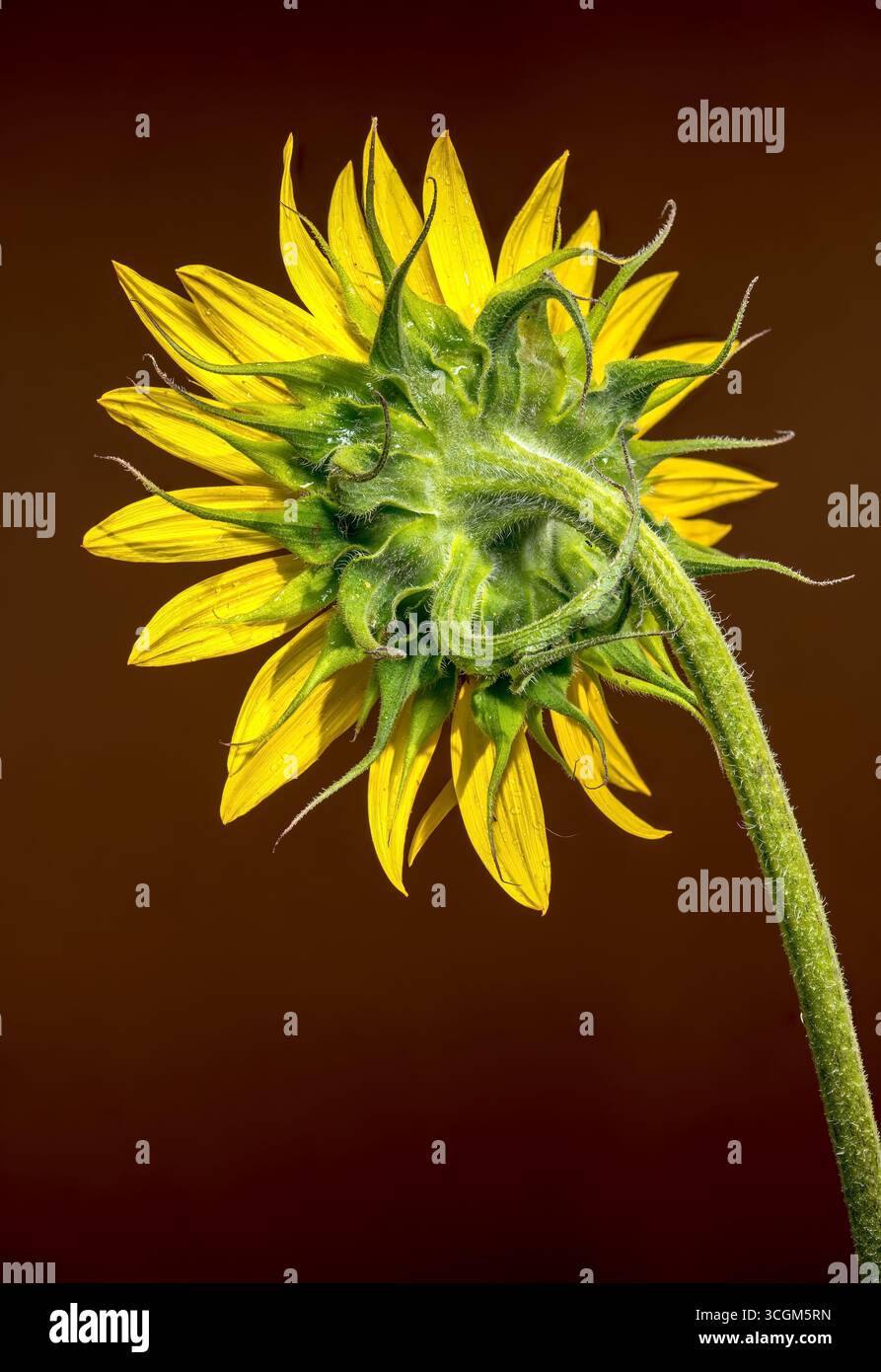 A vibrant sunflower on a dark brown background Stock Photo