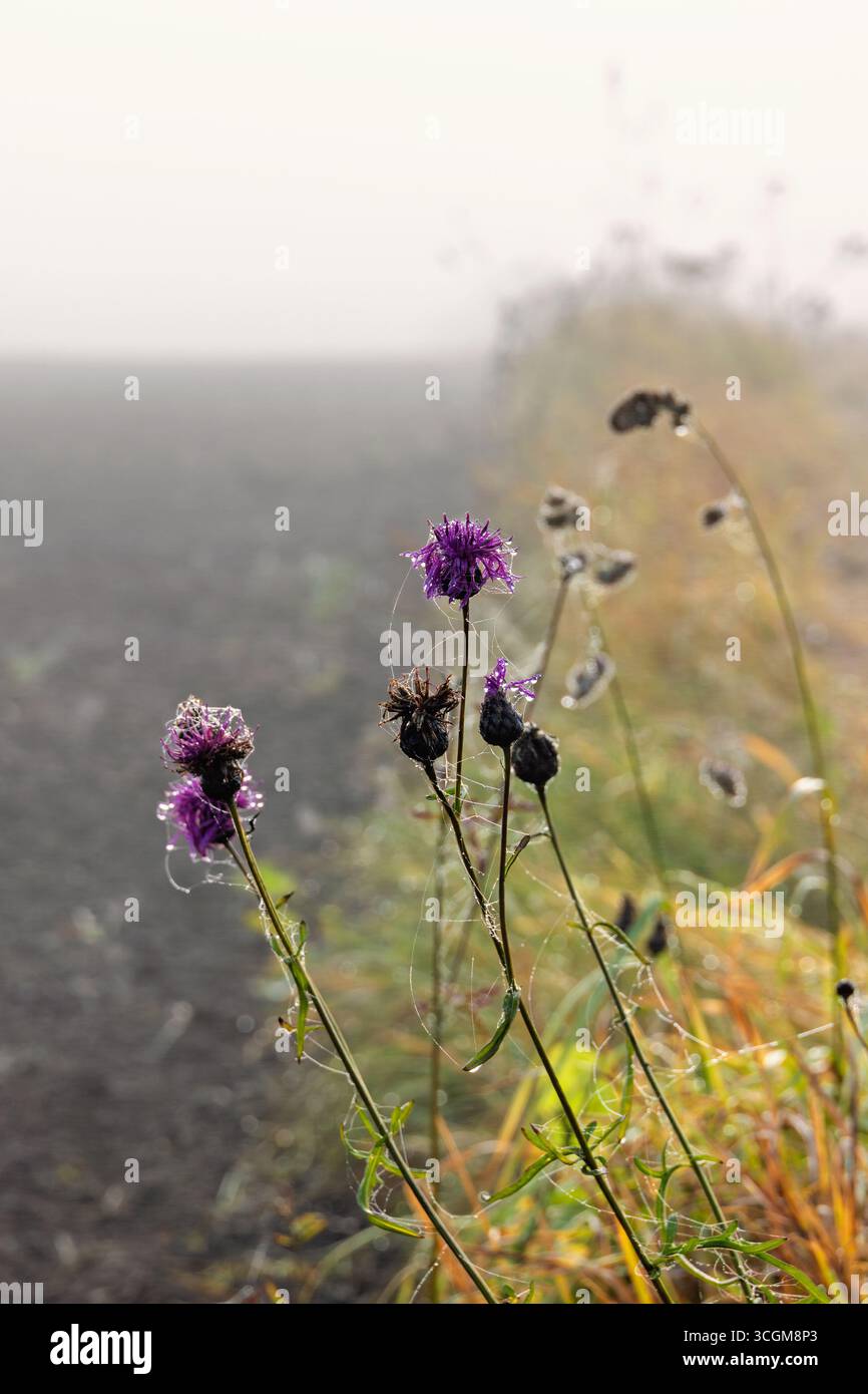 Knapweed flower hi-res stock photography and images - Alamy