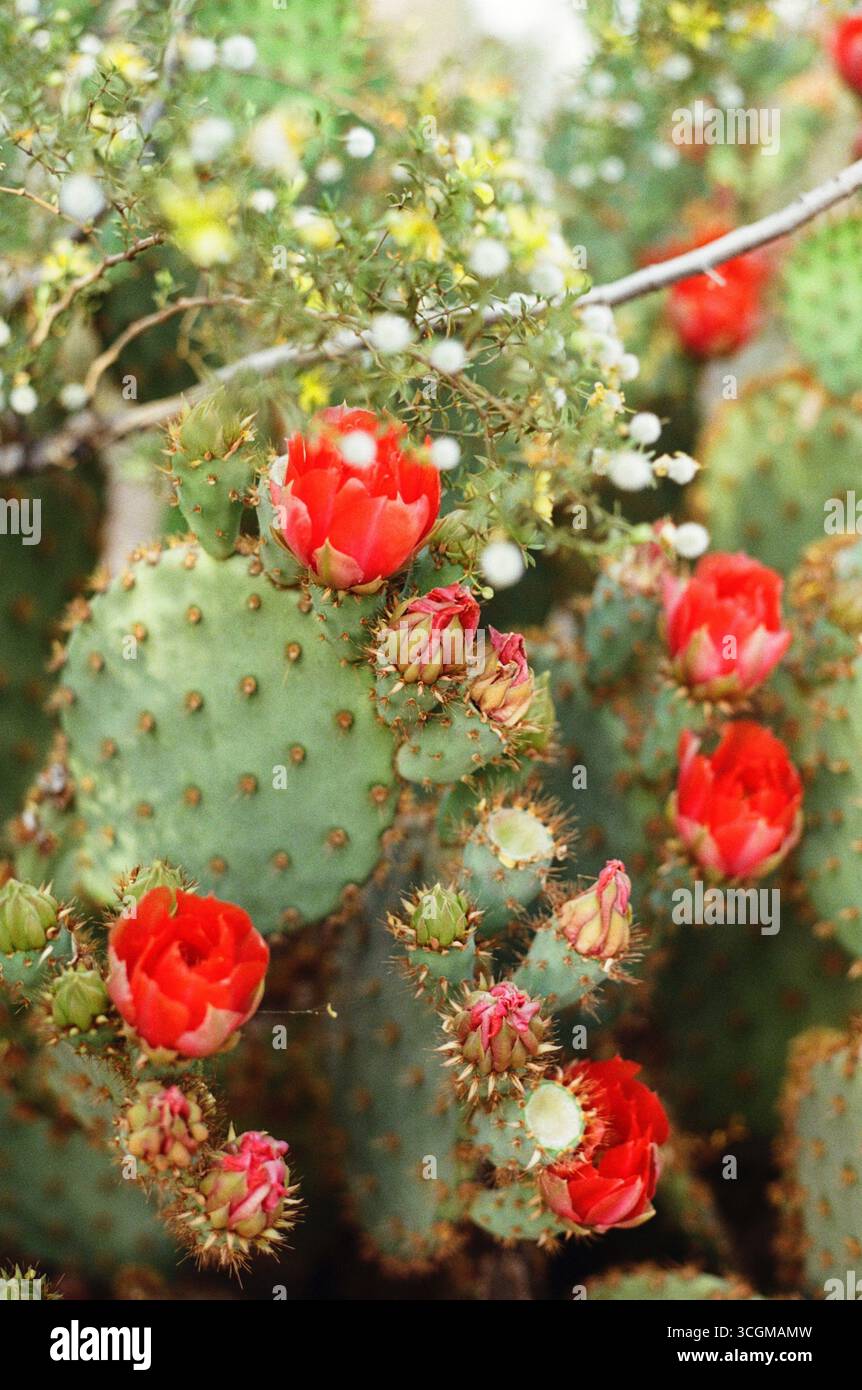 Vibrant red cactus flowers bloom in the warm desert sun. Stock Photo