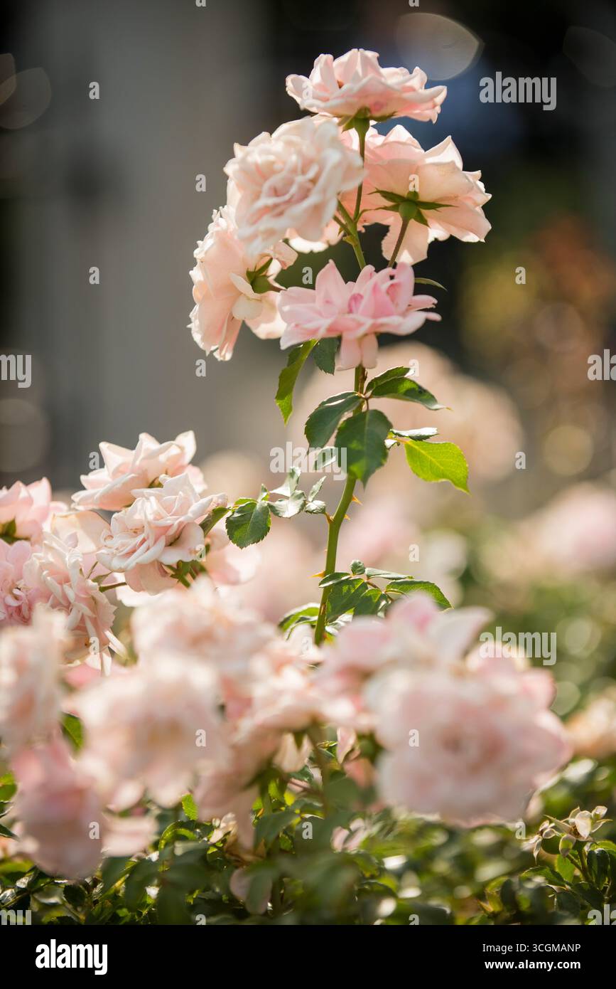 Light pink roses hi-res stock photography and images - Alamy