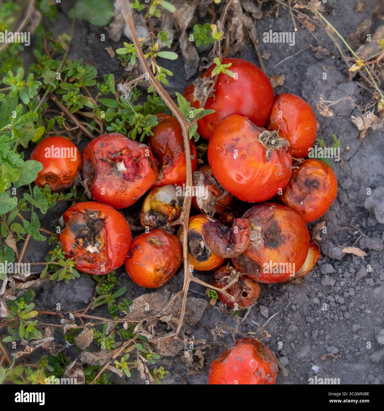 Rotten fruits on ground close up symbol of spoiled harvest food waste ...