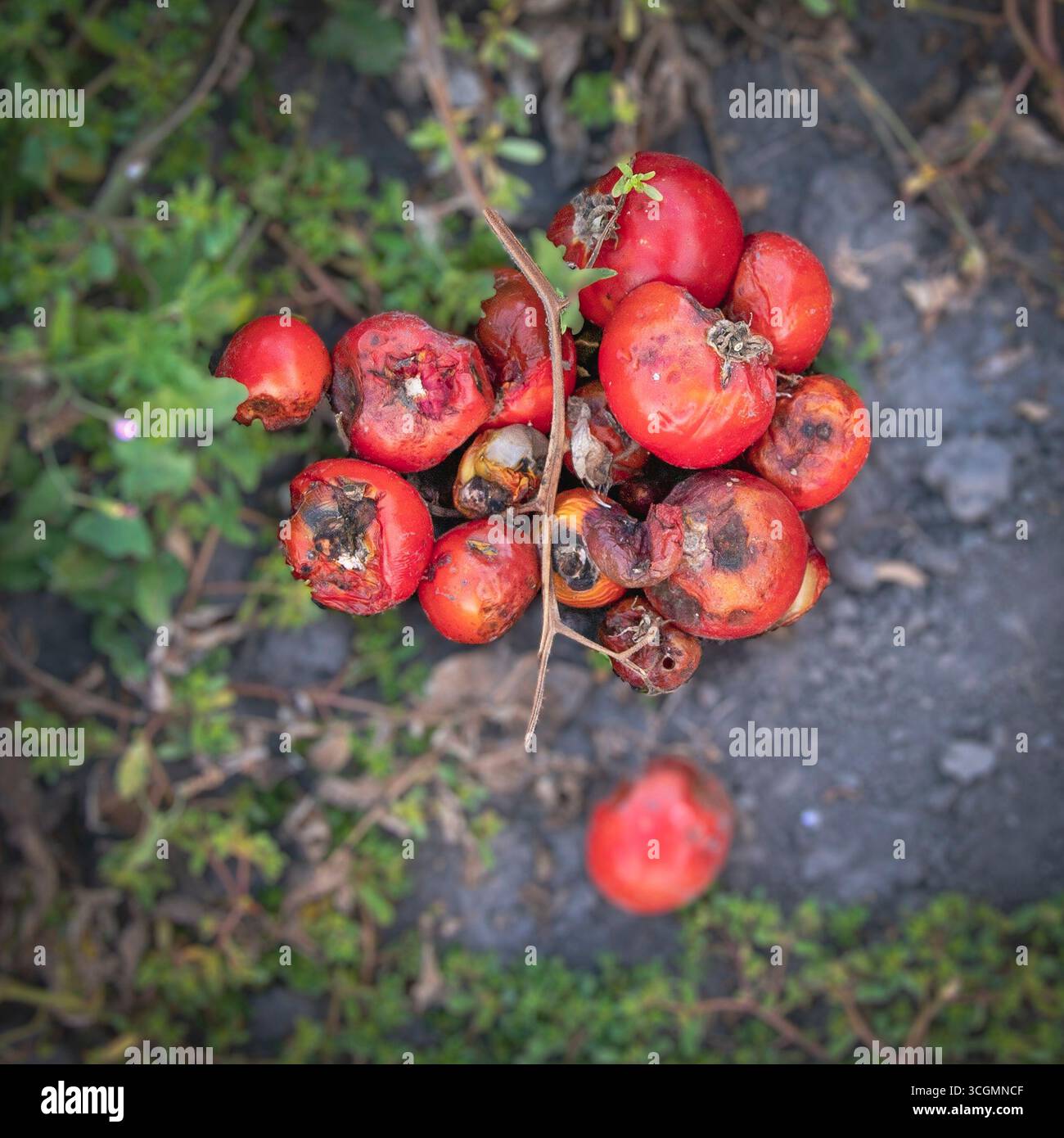 Rotten fruits on ground close up symbol of spoiled harvest food waste ...
