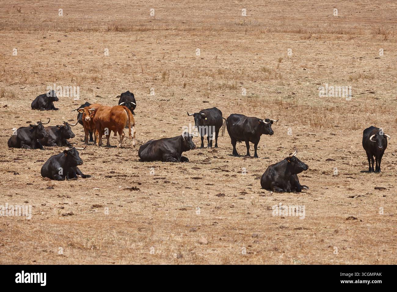 Fighting bull breading in the countryside. Taurine cattle. Extremadura, Spain Stock Photo