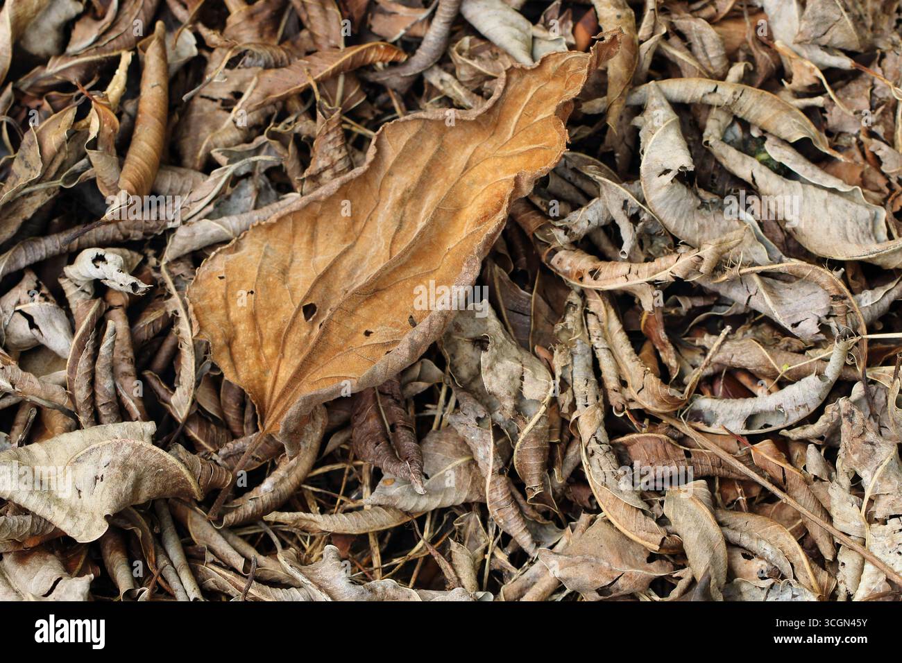 A Big Dry Leaf Amid Fallen Friends Stock Photo