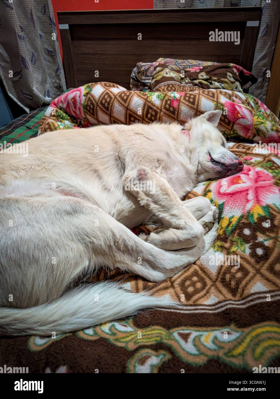 A white dog sleeping peacefully on a colorful patterned blanket on a bed. Stock Photo