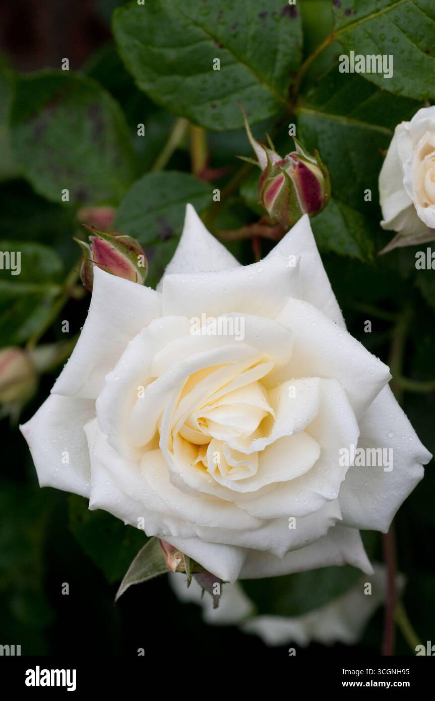 Delicate white rose opens hi-res stock photography and images - Alamy