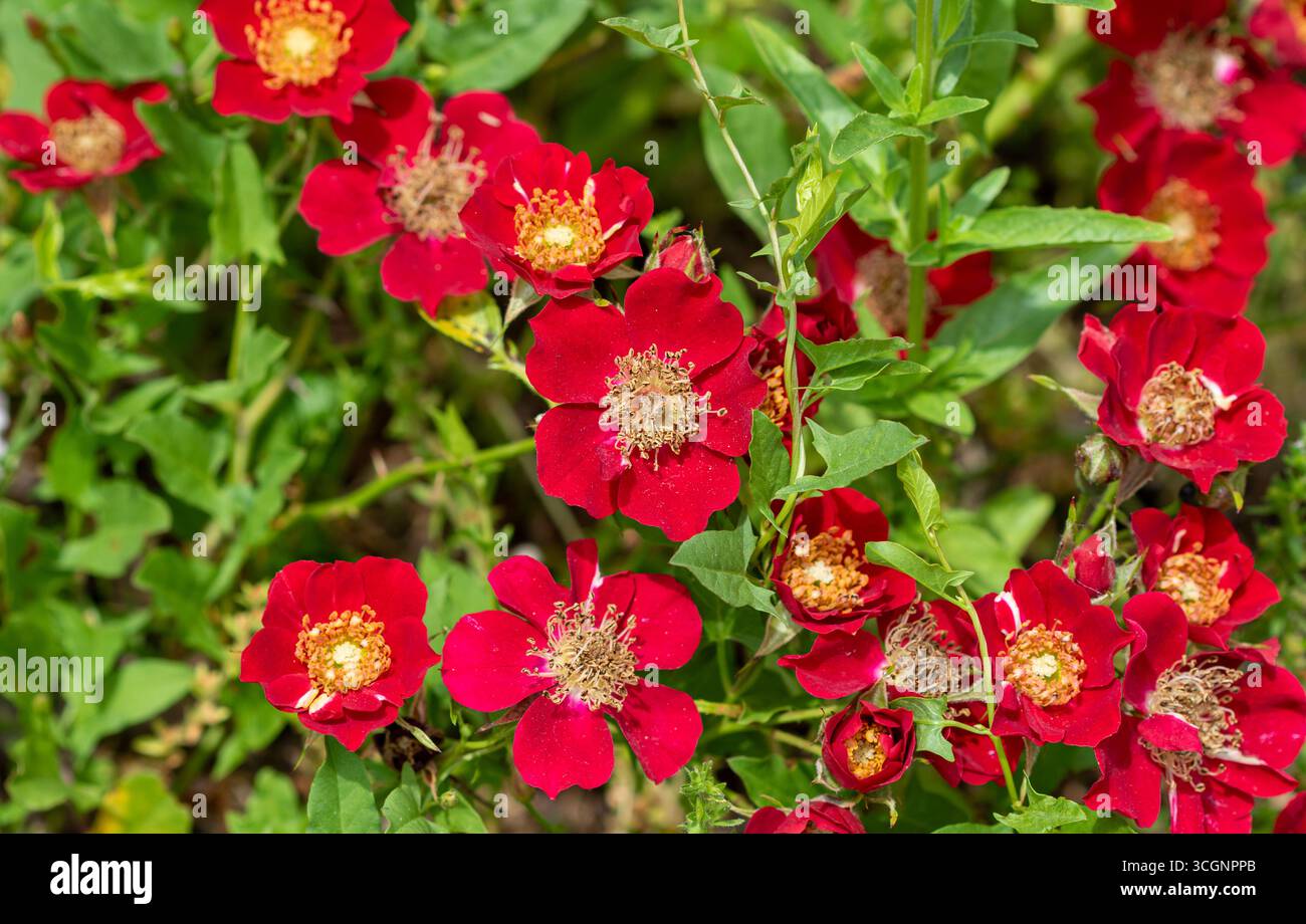 Red miniature roses glowing in sunlight. Stock Photo