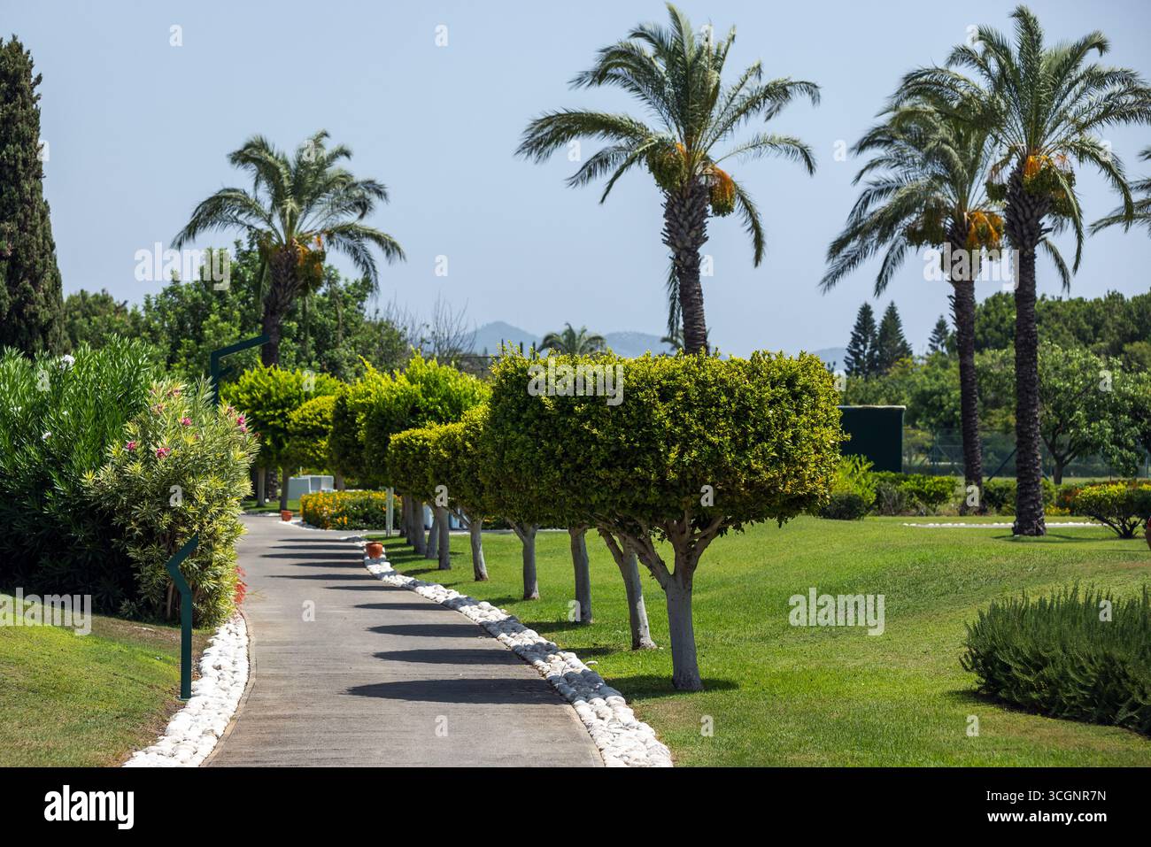 Idyllic garden view with trimmed bushes and palm trees. Captures a ...