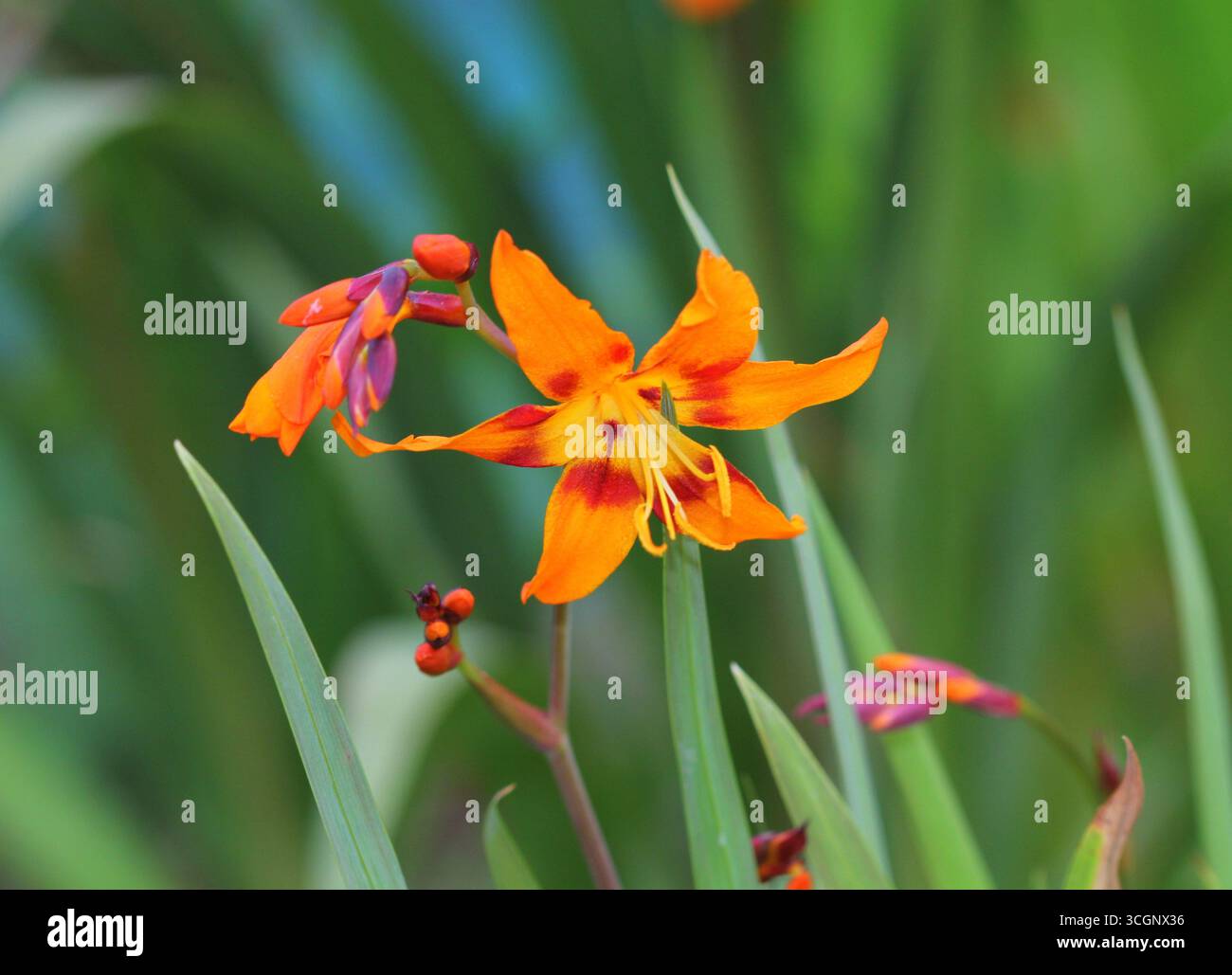 A close up of Crocosmia × crocosmiiflora 'Emily McKenzie' Stock Photo ...