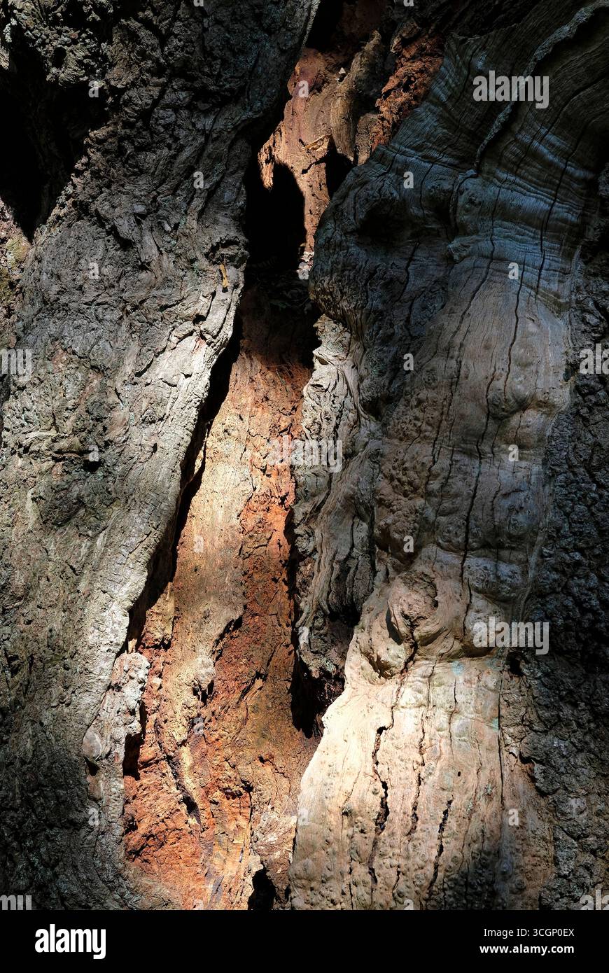 old gnarled dead tree trunk, norfolk, england Stock Photo