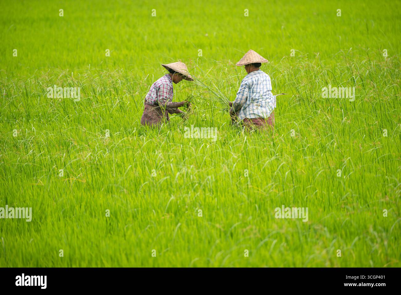 Rice Farmers Inwa Paddy Field Amarapura Myanmar // AMARAPURA, Myanmar ...