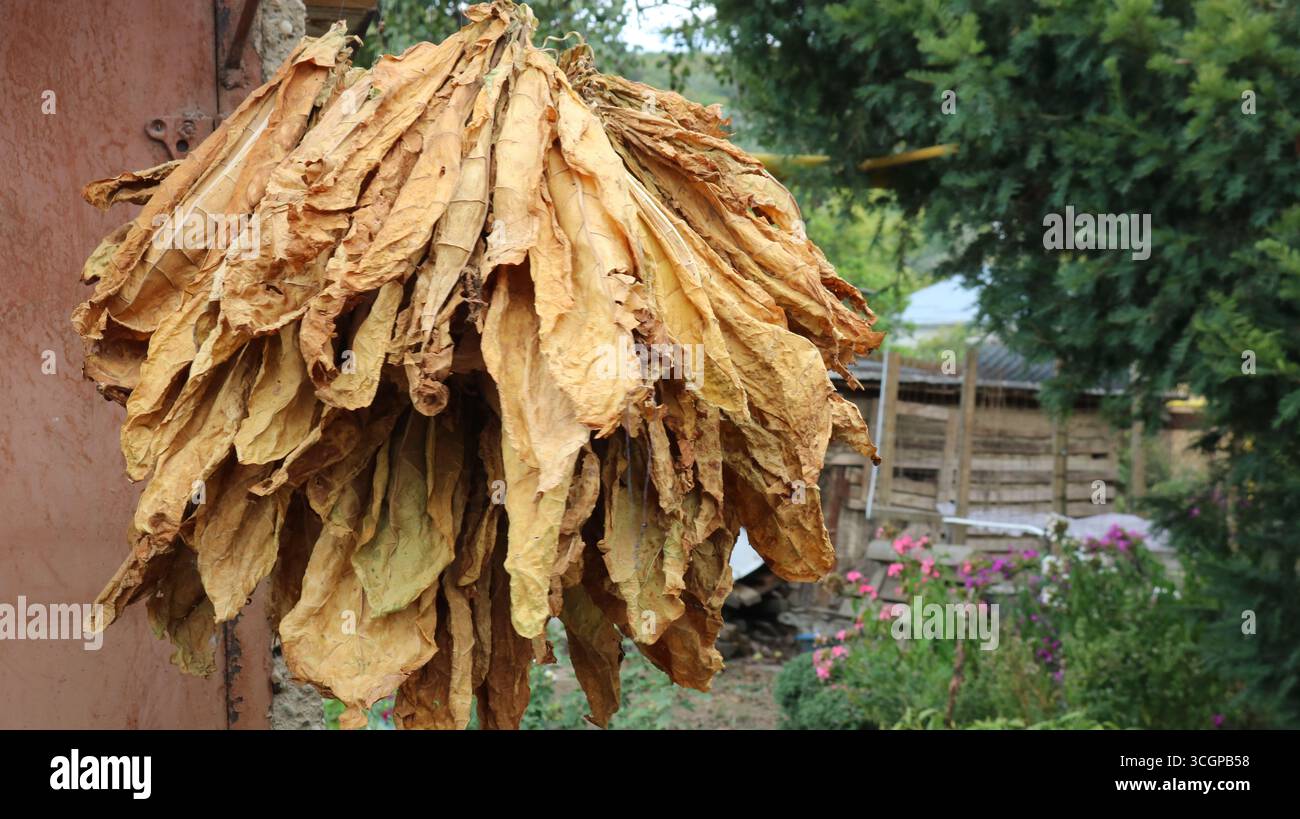 jr tobacco whippany Casa de Montecristo by JR Cigar in Whippany, New Jersey