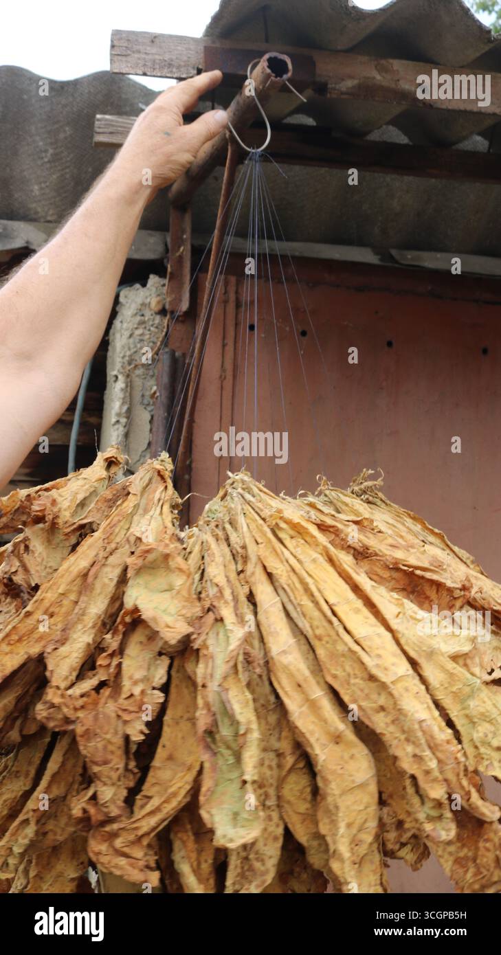 tobacco packets for mouth China Automatic Mouth Tobacco Pouch Bag Snus Packing Machine Line factory  and suppliers